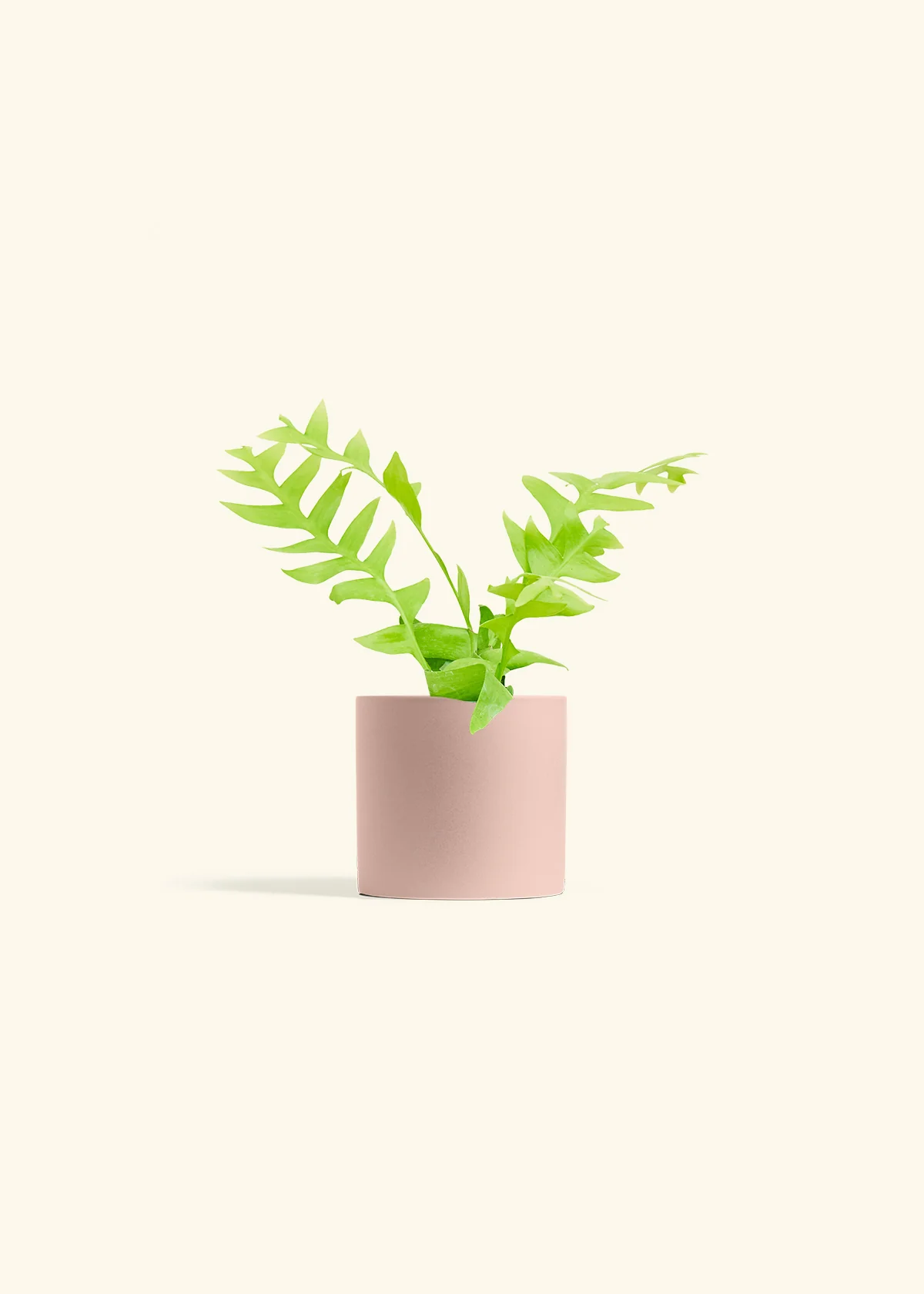 Sharktooth Fern - Image 24