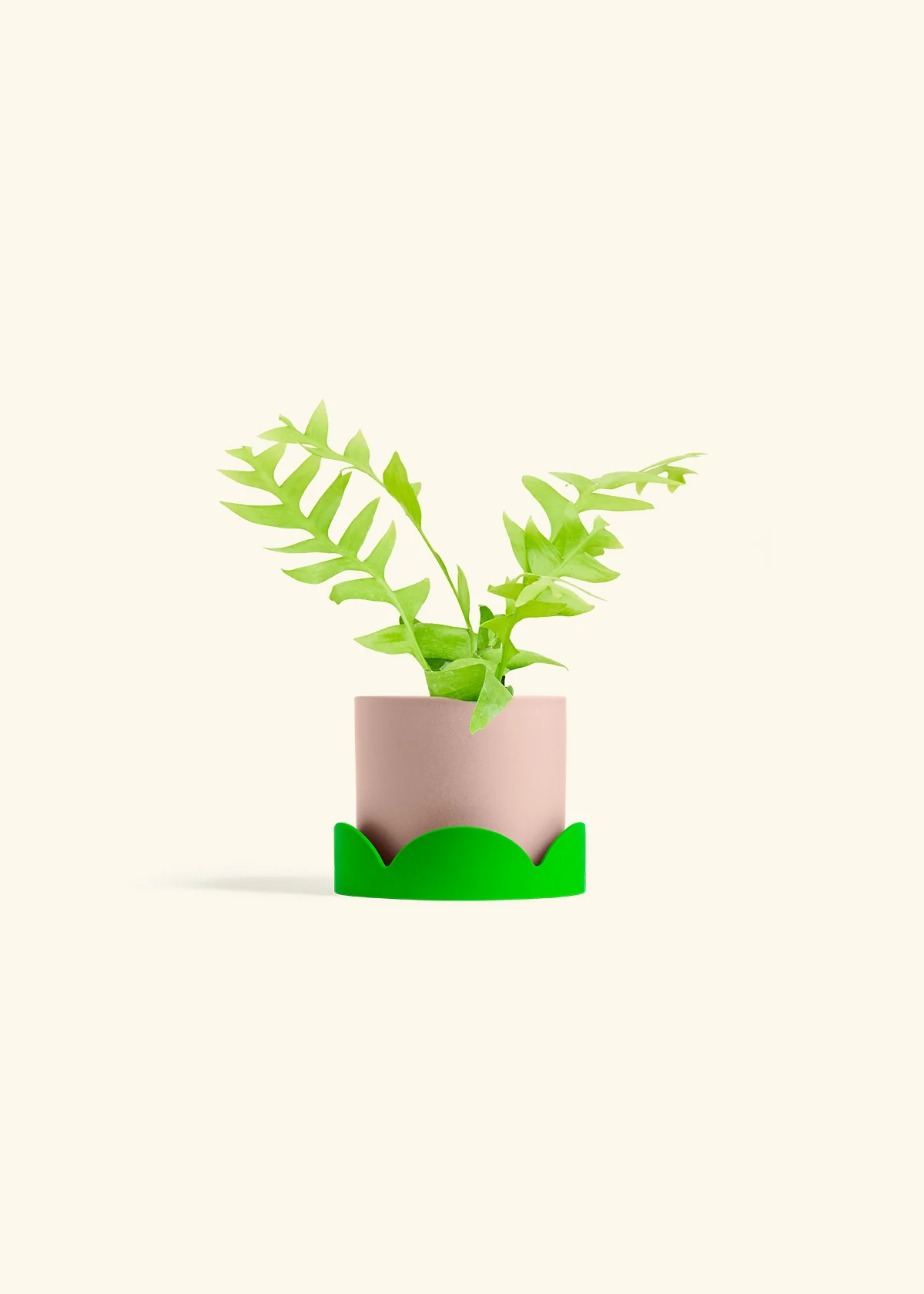 Sharktooth Fern - Image 25
