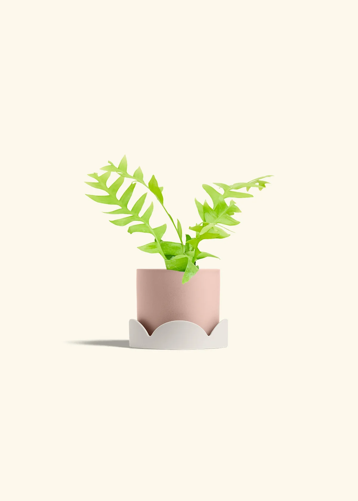 Sharktooth Fern - Image 26