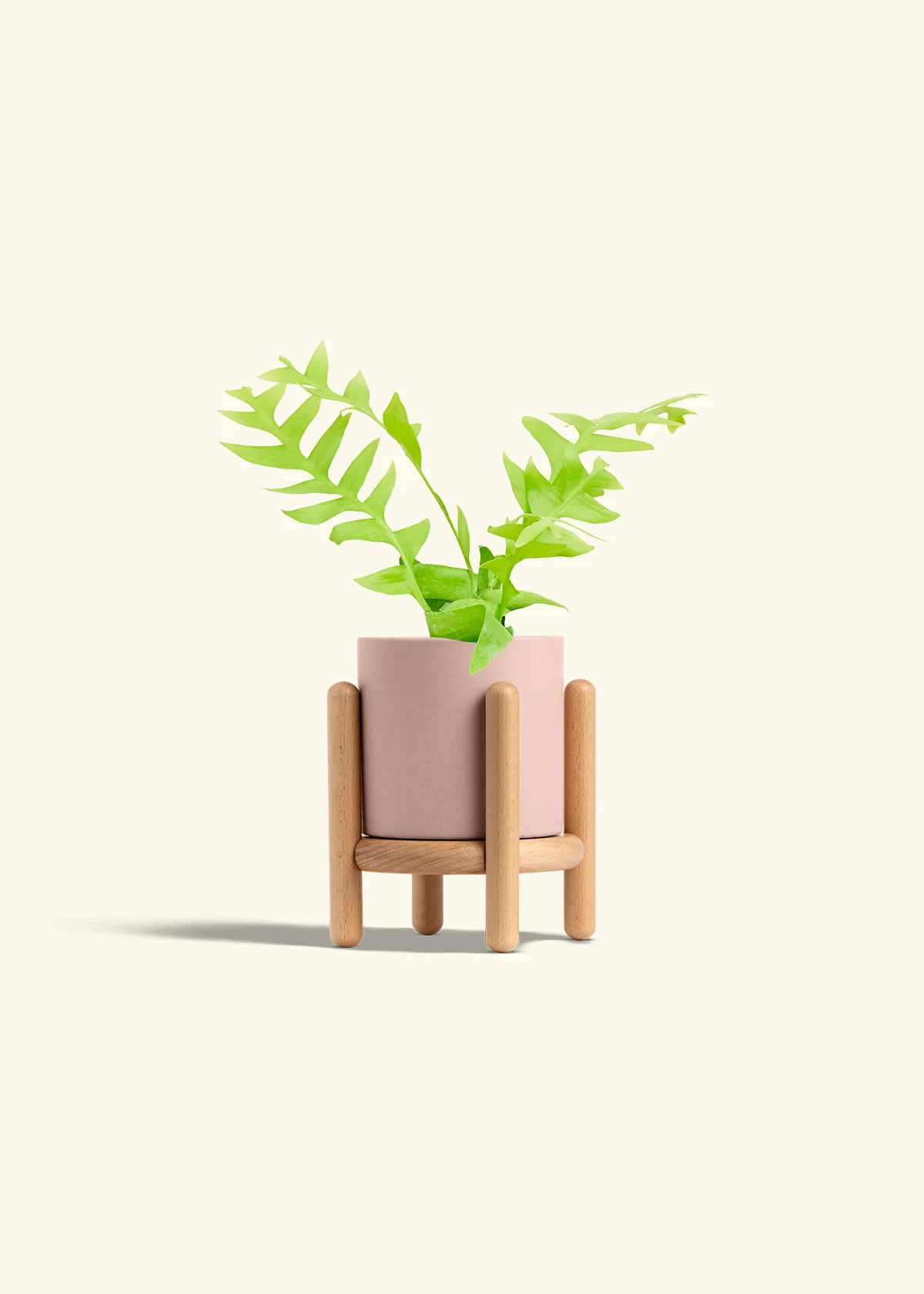 Sharktooth Fern - Image 27
