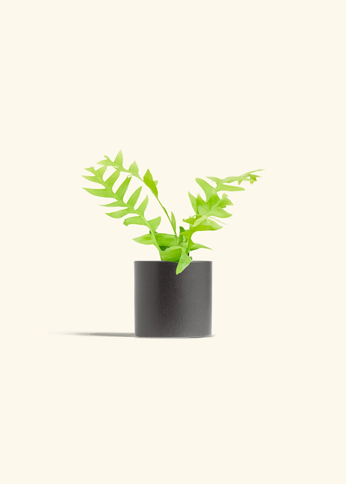 Sharktooth Fern - Image 28