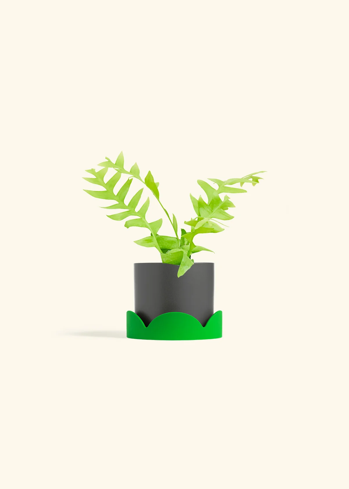 Sharktooth Fern - Image 29