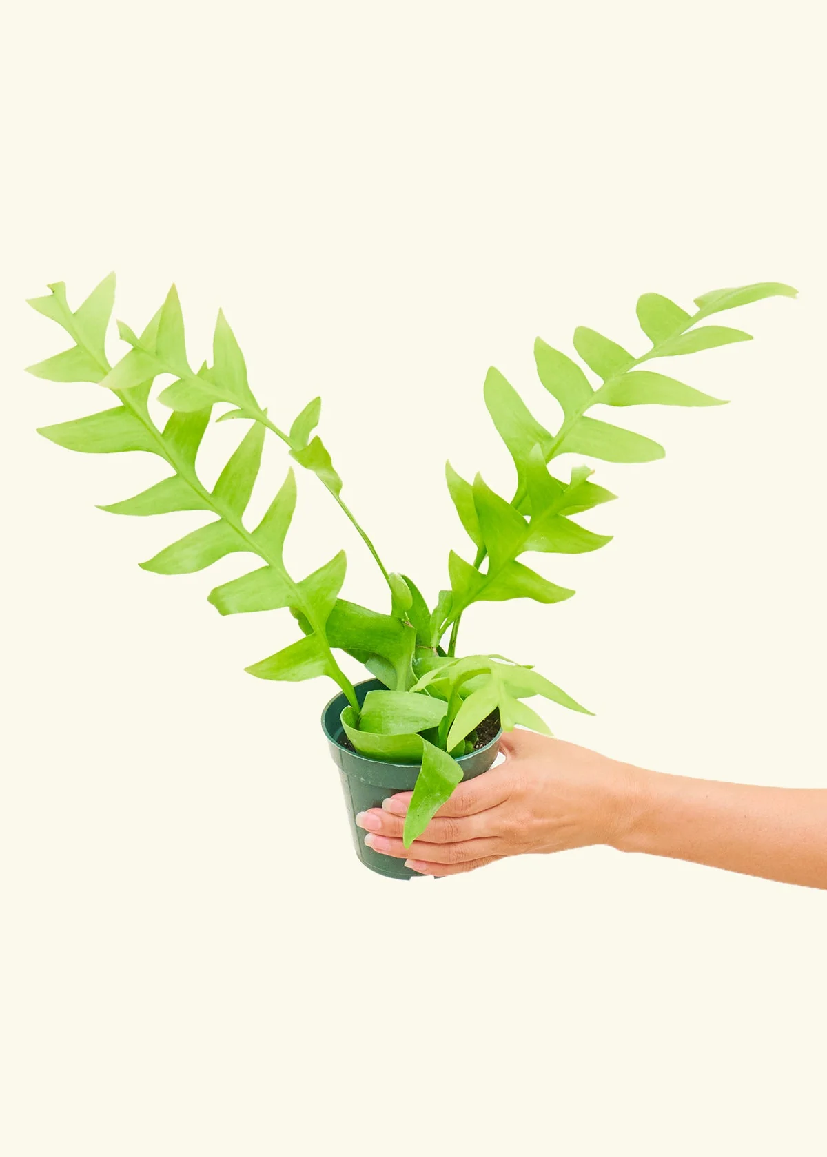 Sharktooth Fern - Image 3