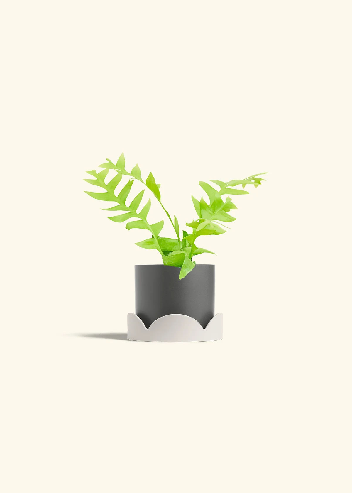 Sharktooth Fern - Image 30