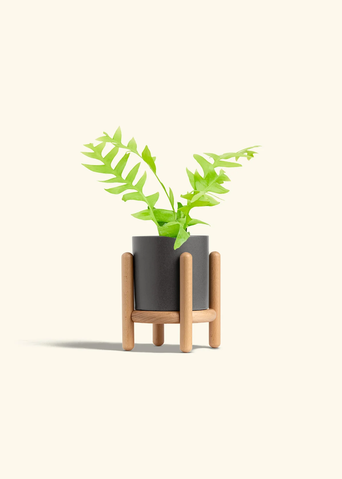 Sharktooth Fern - Image 31
