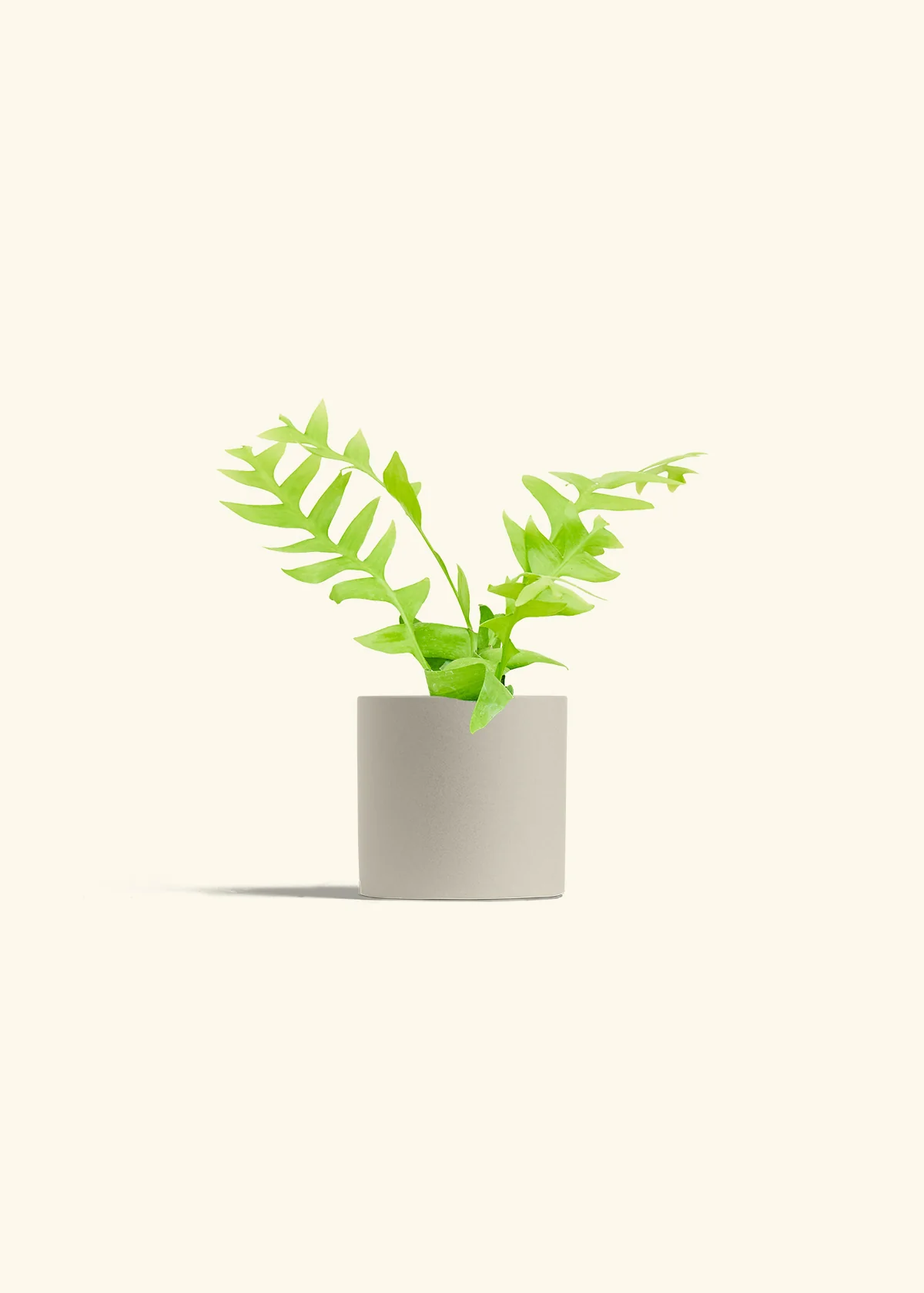 Sharktooth Fern - Image 32