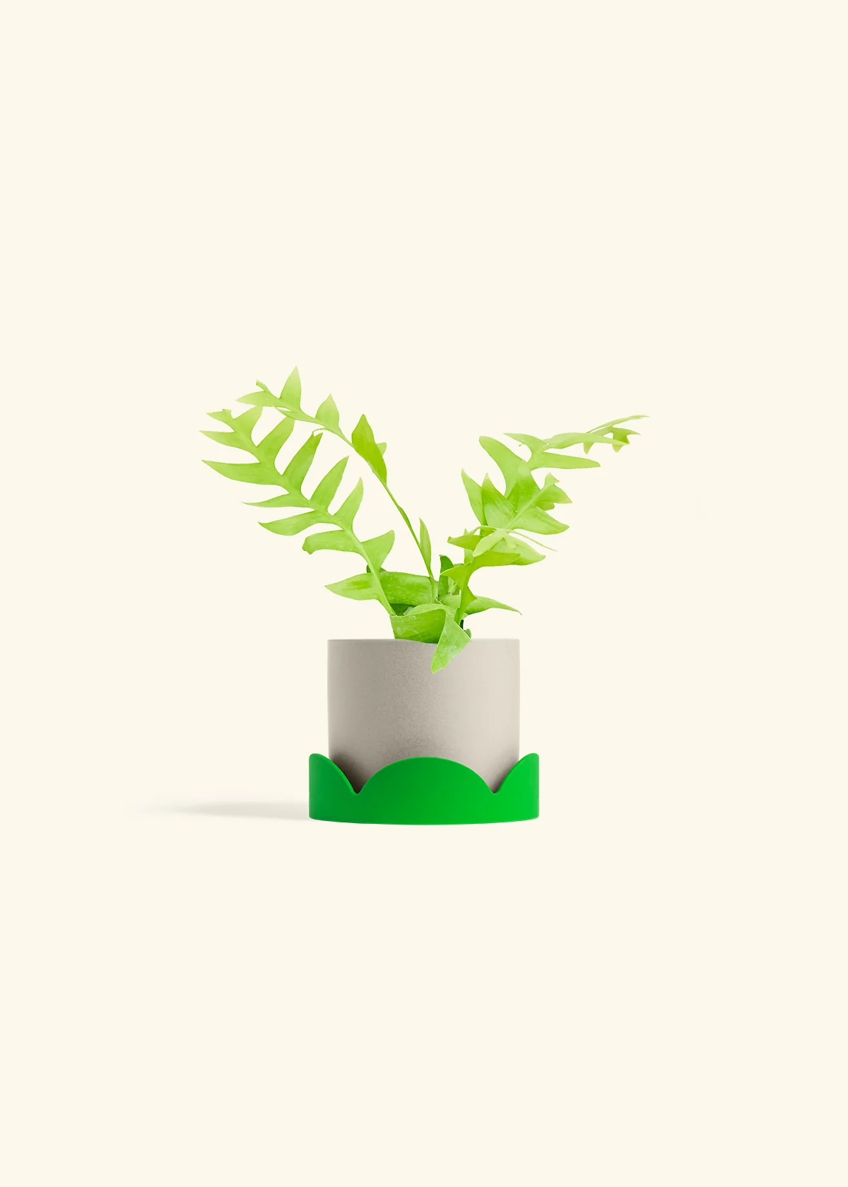 Sharktooth Fern - Image 33