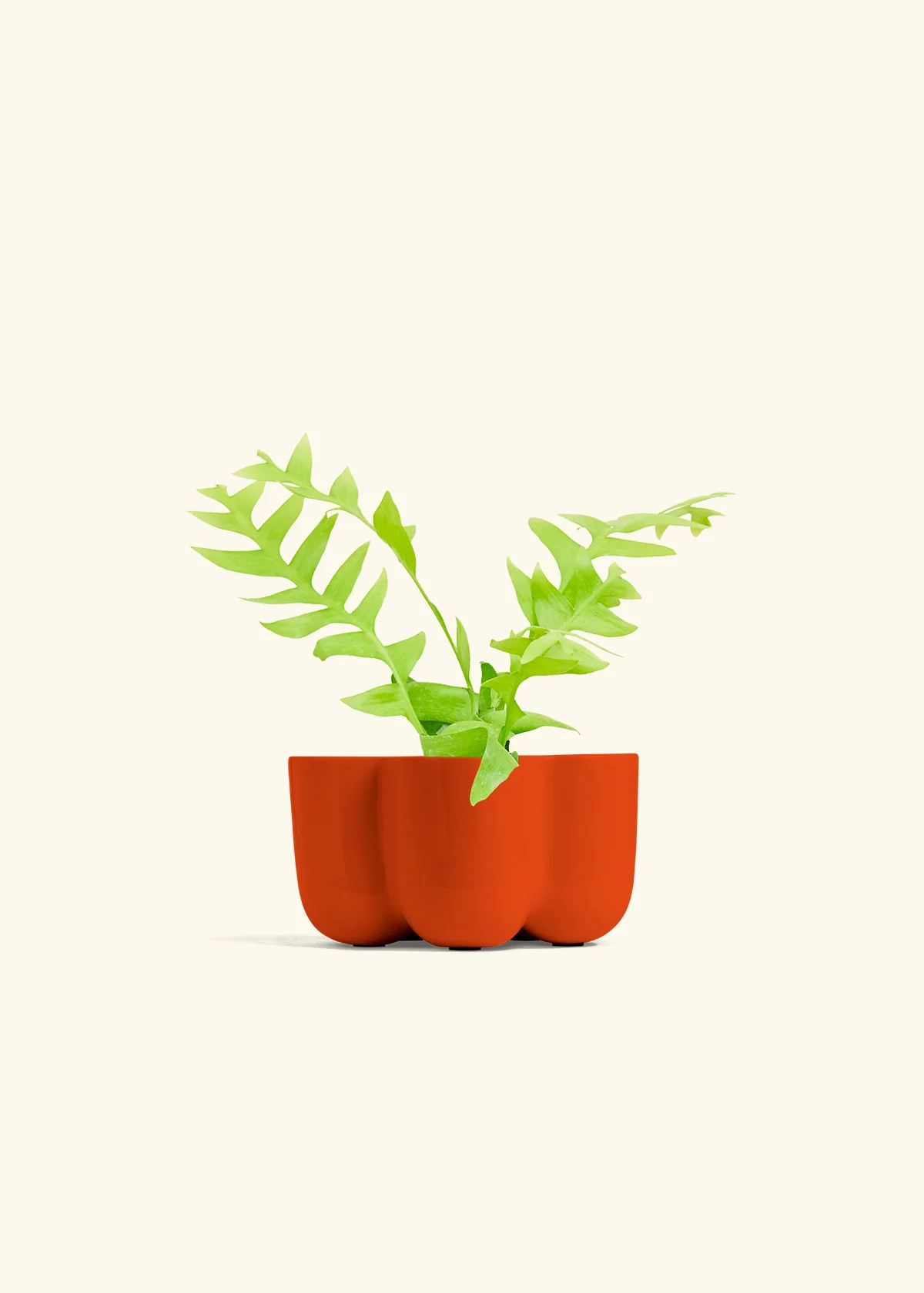 Sharktooth Fern - Image 36