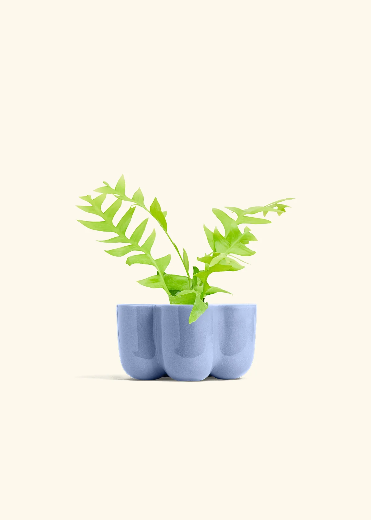 Sharktooth Fern - Image 37