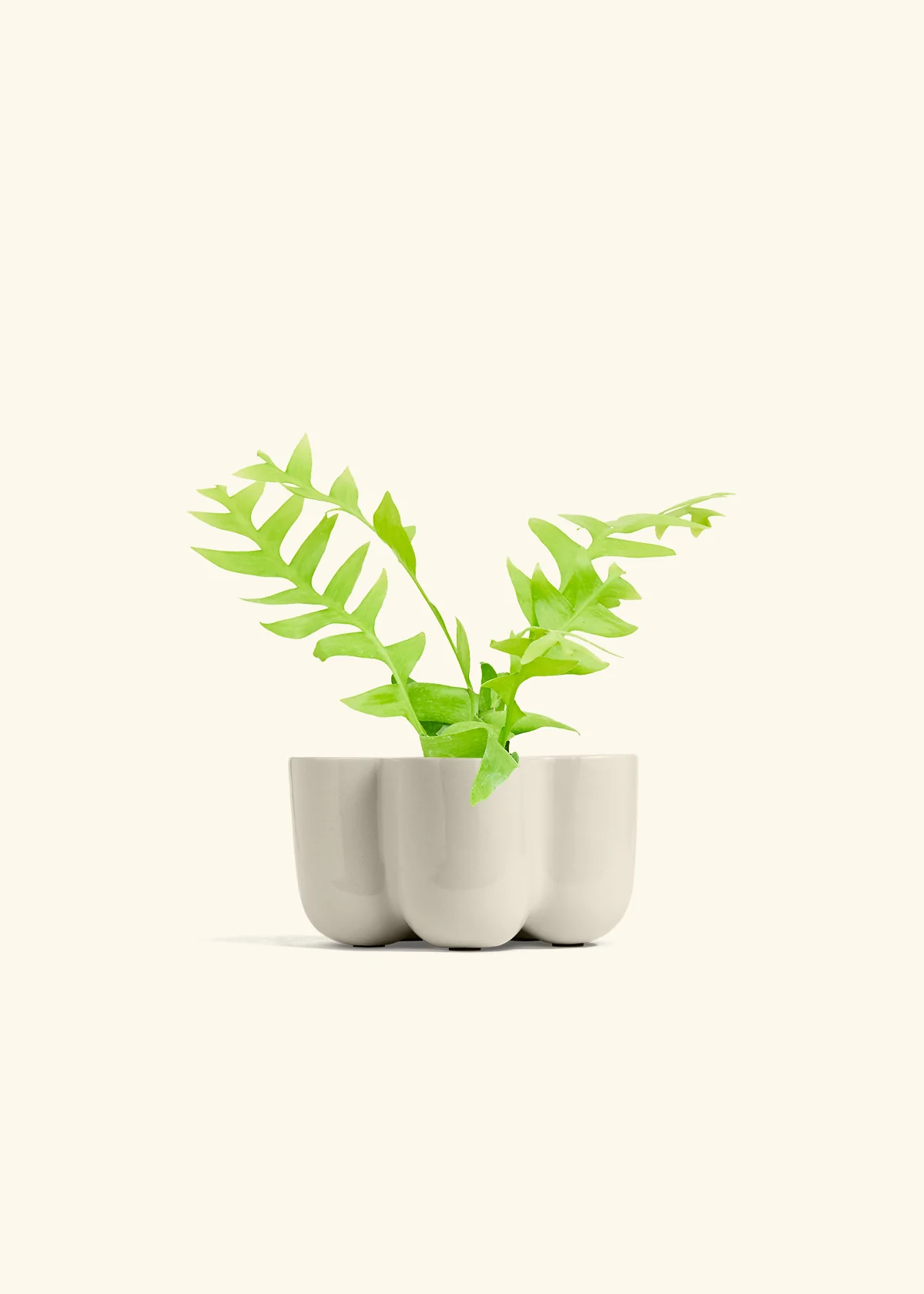 Sharktooth Fern - Image 38