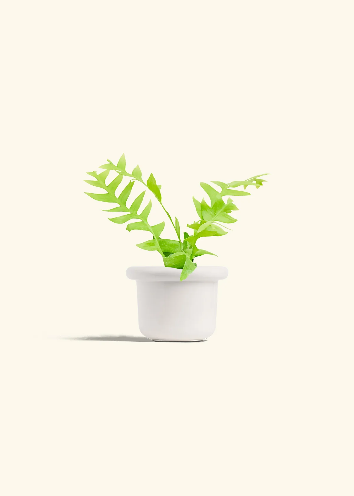 Sharktooth Fern - Image 4