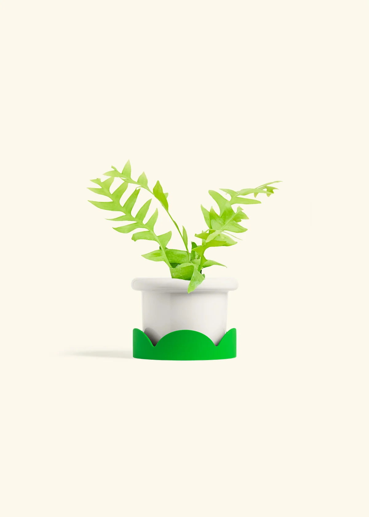 Sharktooth Fern - Image 5