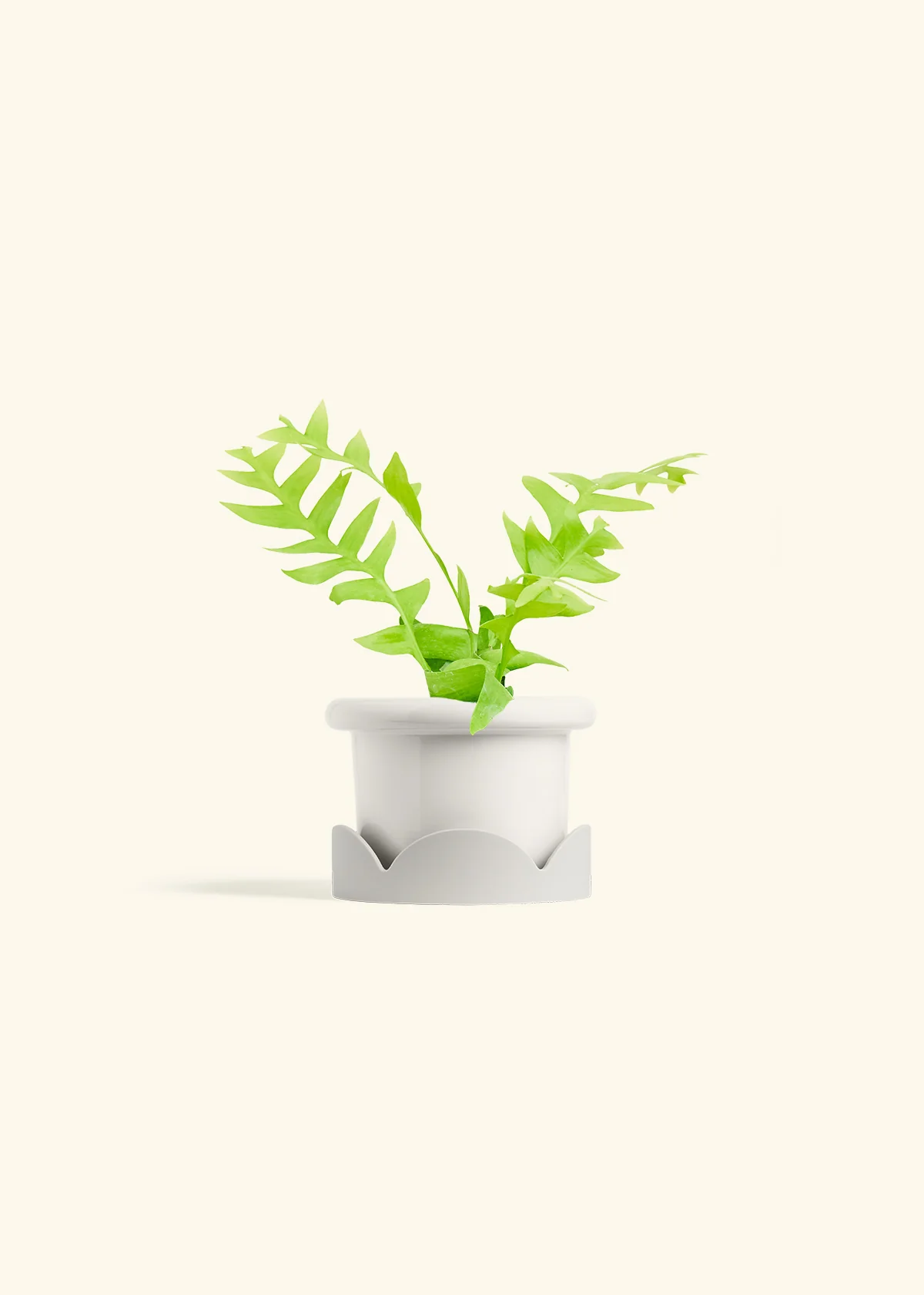 Sharktooth Fern - Image 6