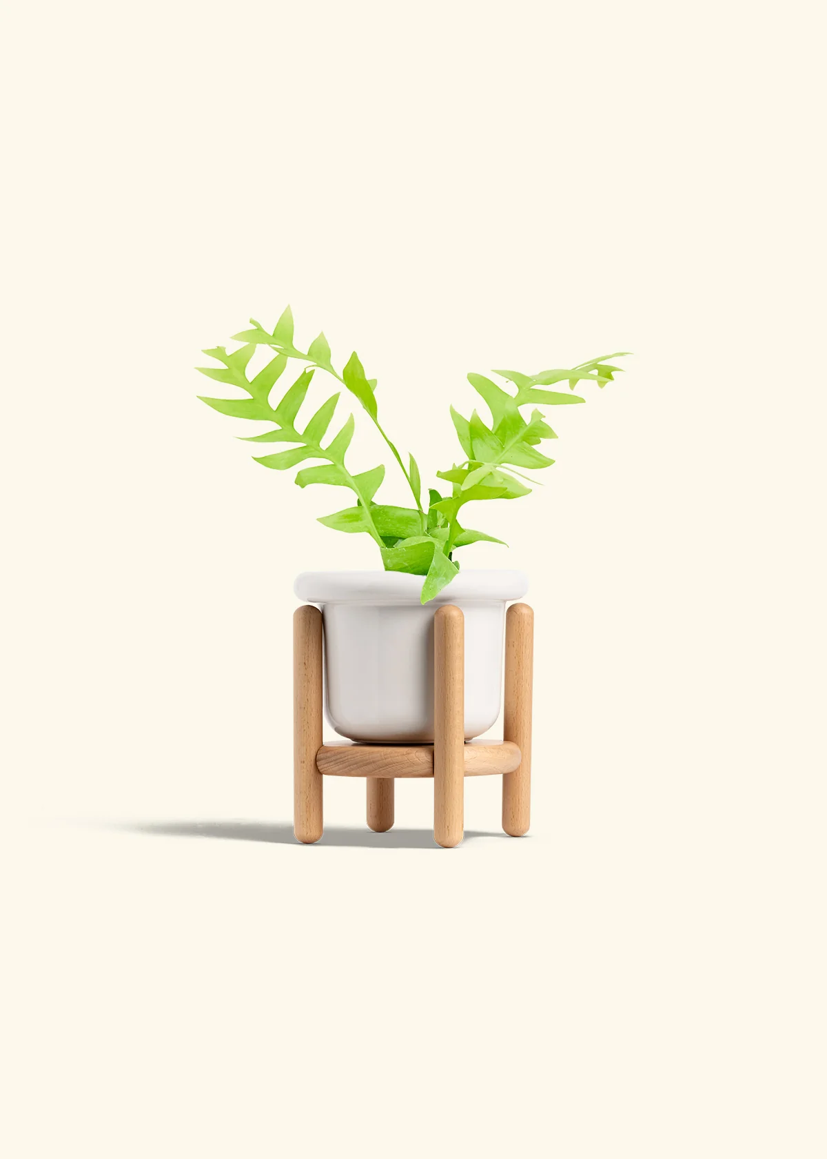 Sharktooth Fern - Image 7