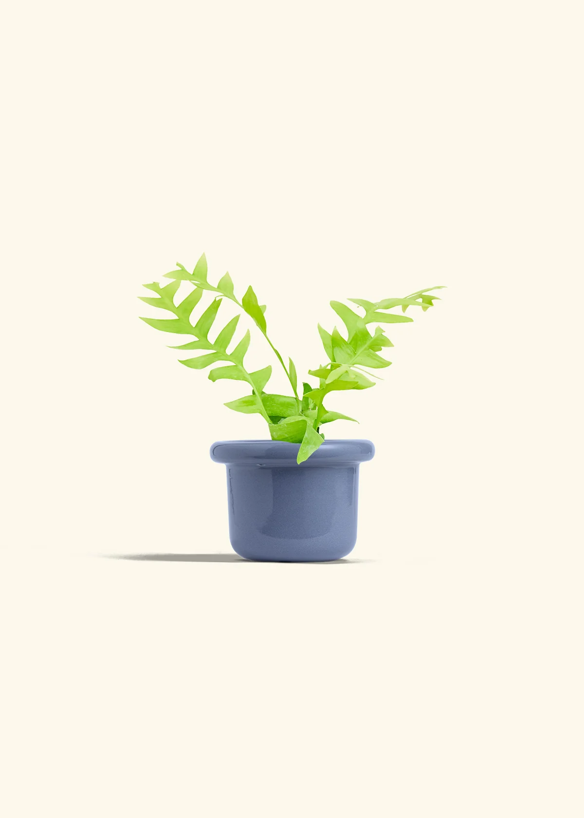 Sharktooth Fern - Image 8
