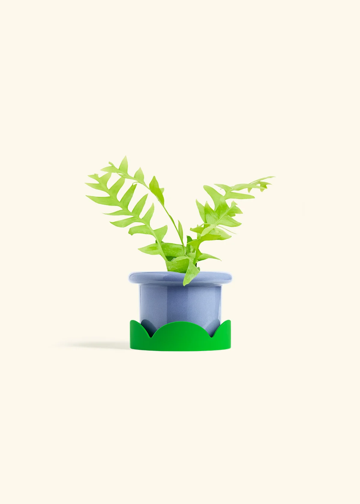 Sharktooth Fern - Image 9