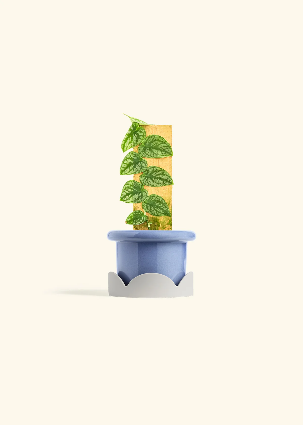 Shingle Plant - Image 10