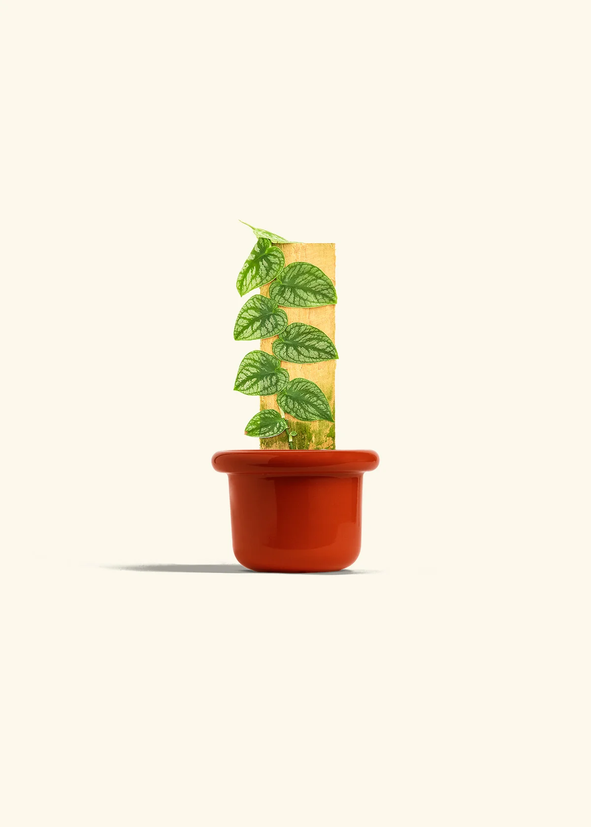 Shingle Plant - Image 12