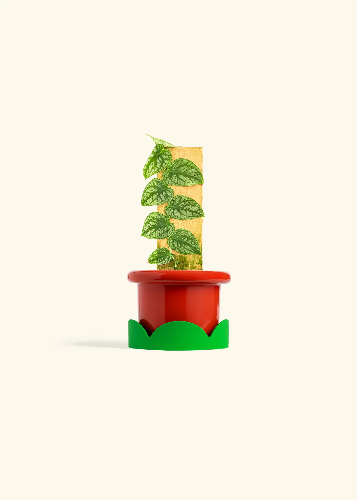 Shingle Plant - Image 13