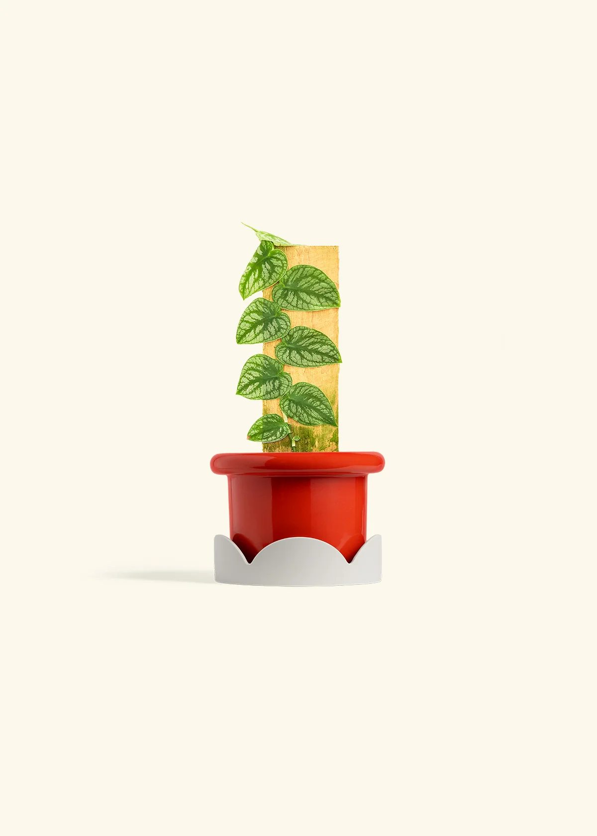 Shingle Plant - Image 14