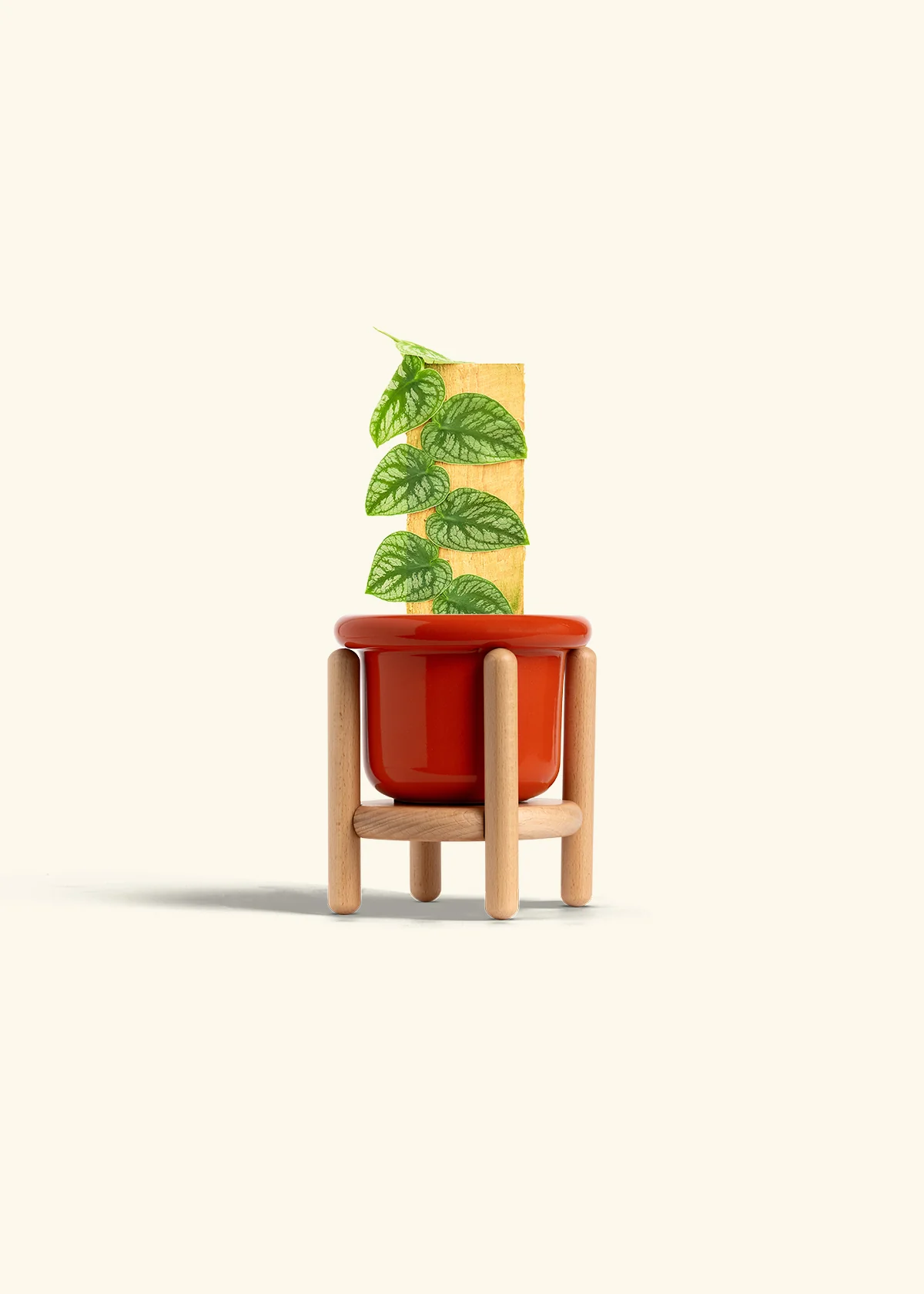 Shingle Plant - Image 15