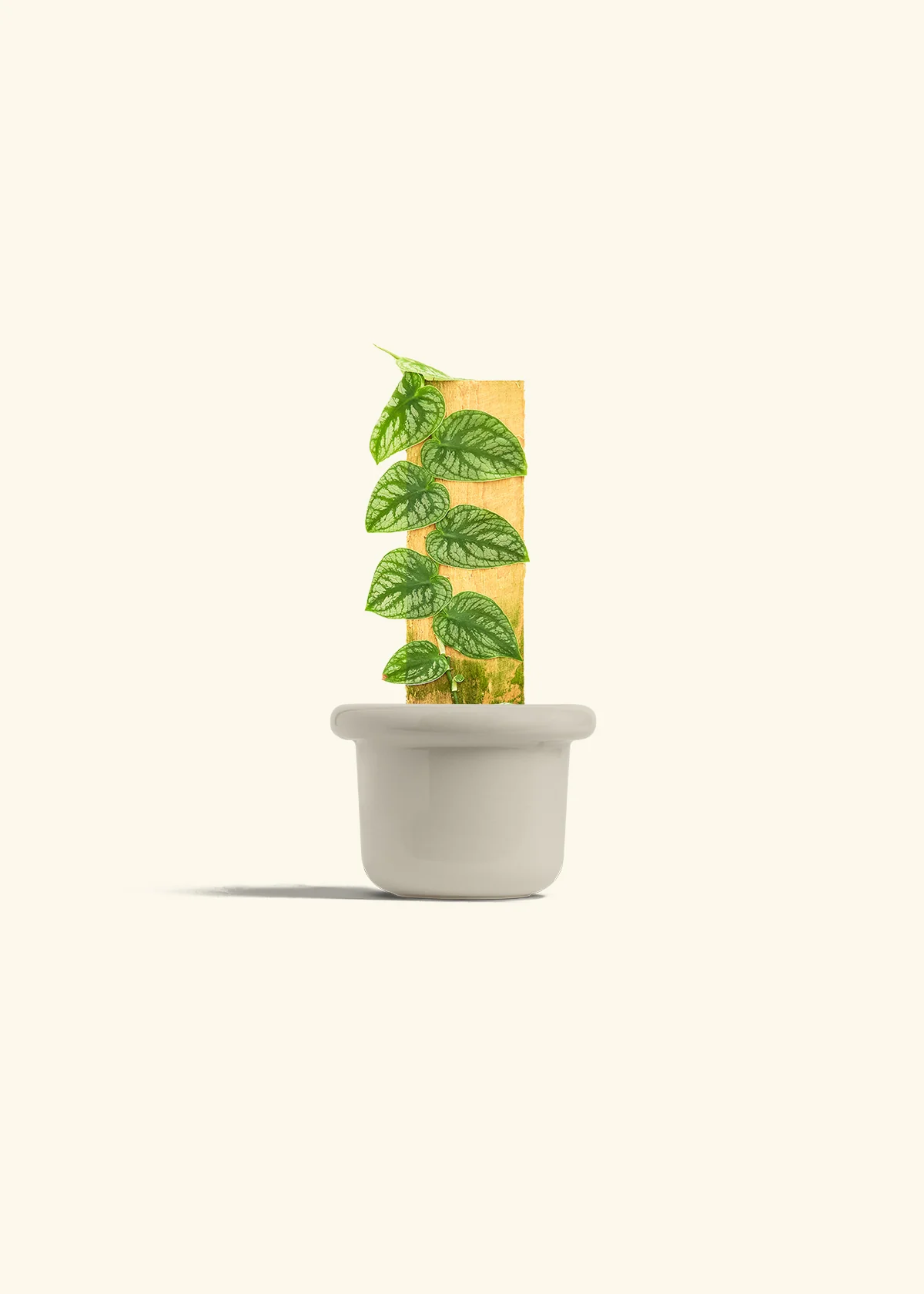 Shingle Plant - Image 16