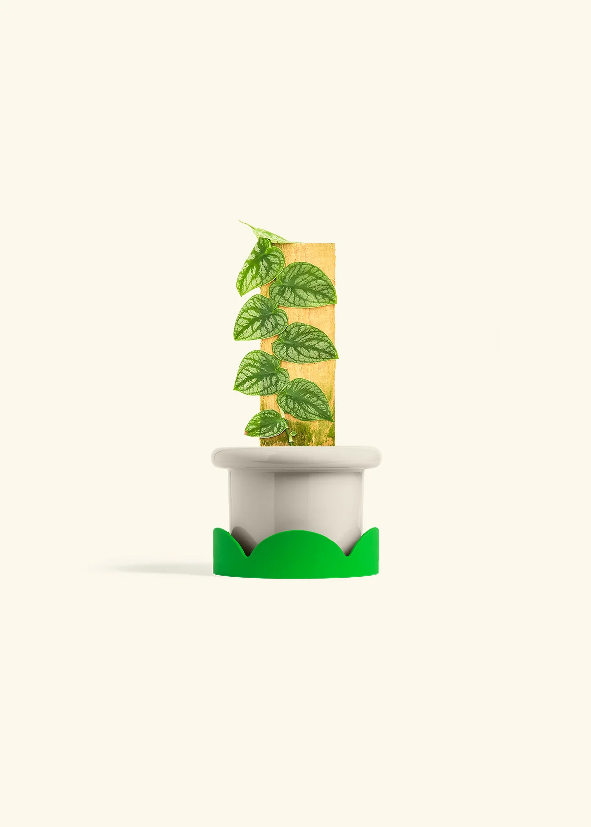 Shingle Plant - Image 17