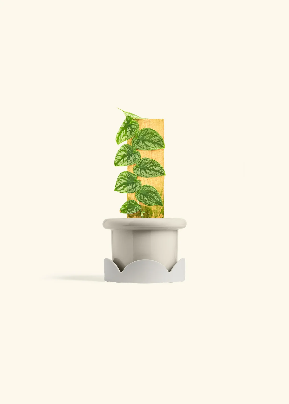 Shingle Plant - Image 18