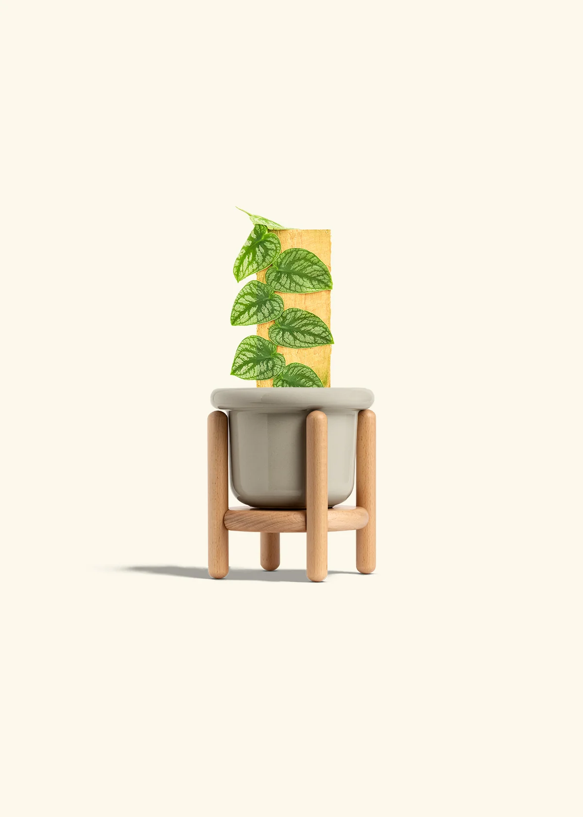 Shingle Plant - Image 19
