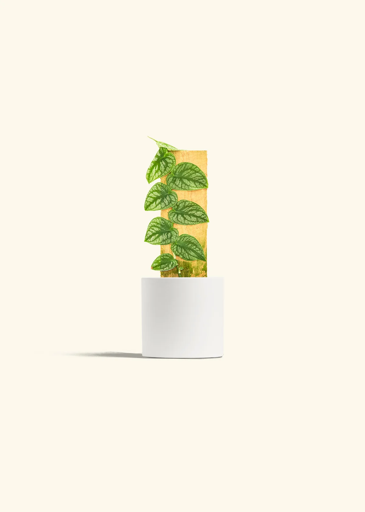 Shingle Plant - Image 20