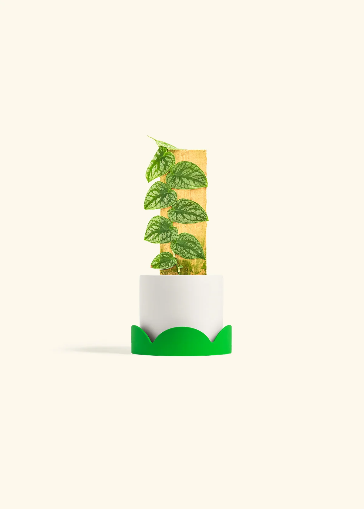 Shingle Plant - Image 21