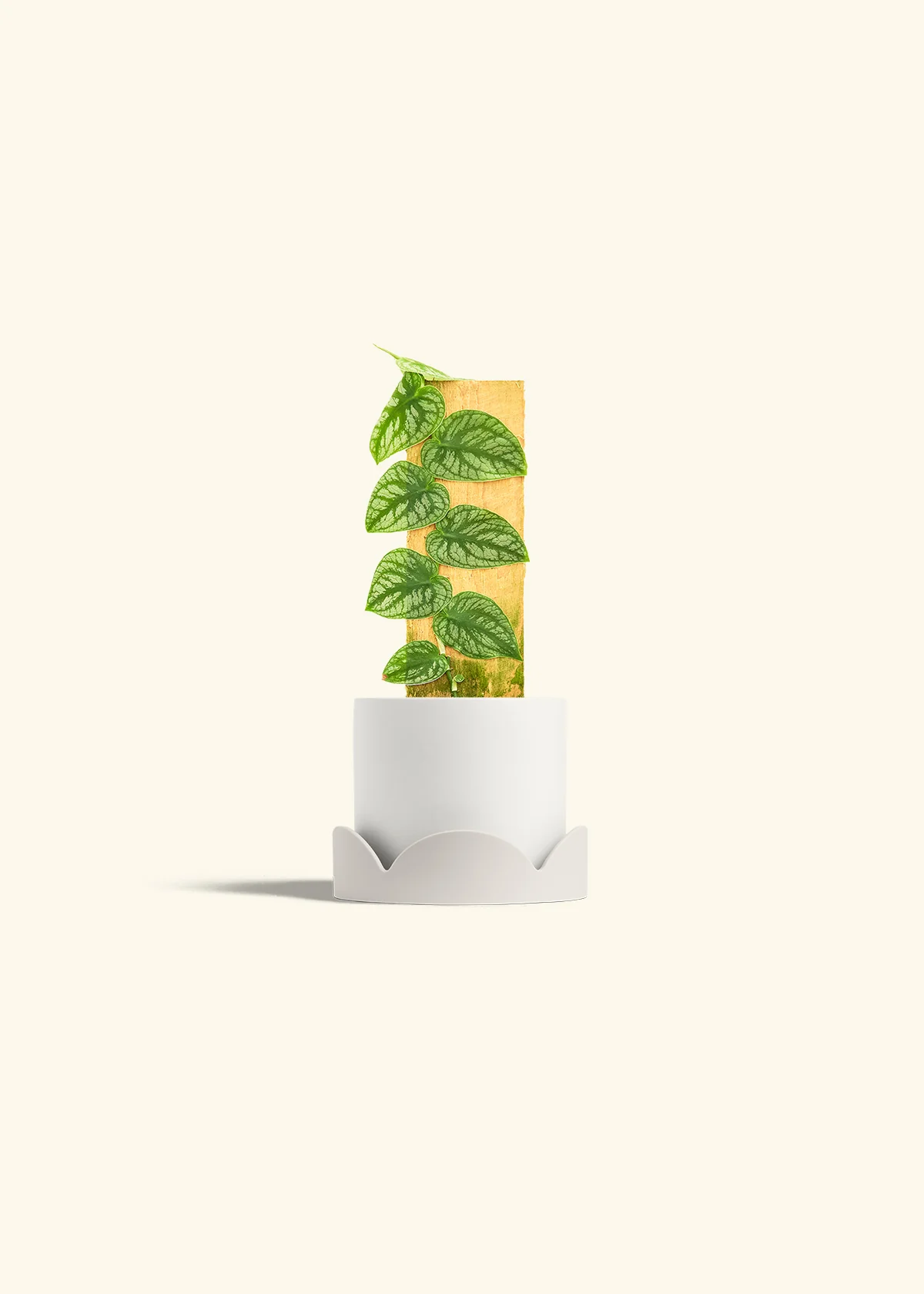 Shingle Plant - Image 22