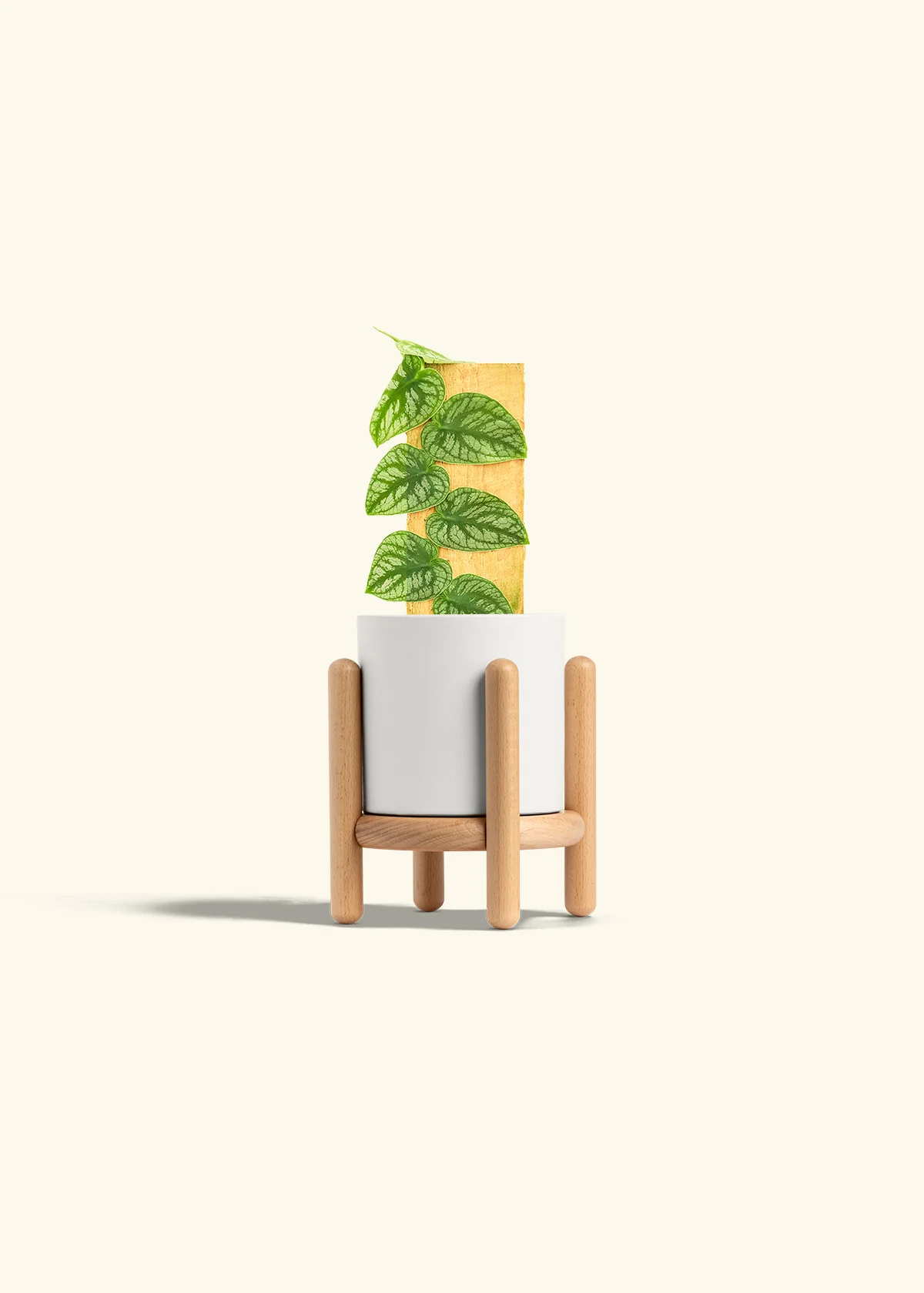Shingle Plant - Image 23