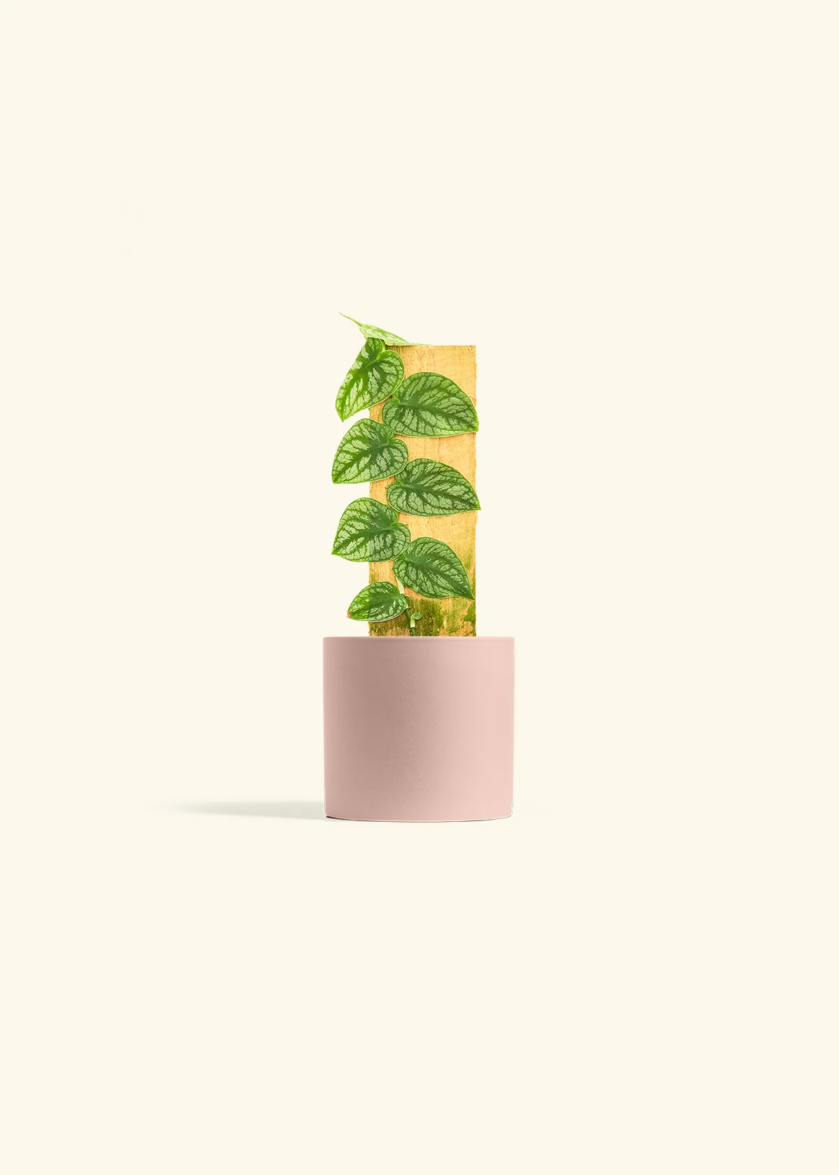 Shingle Plant - Image 24
