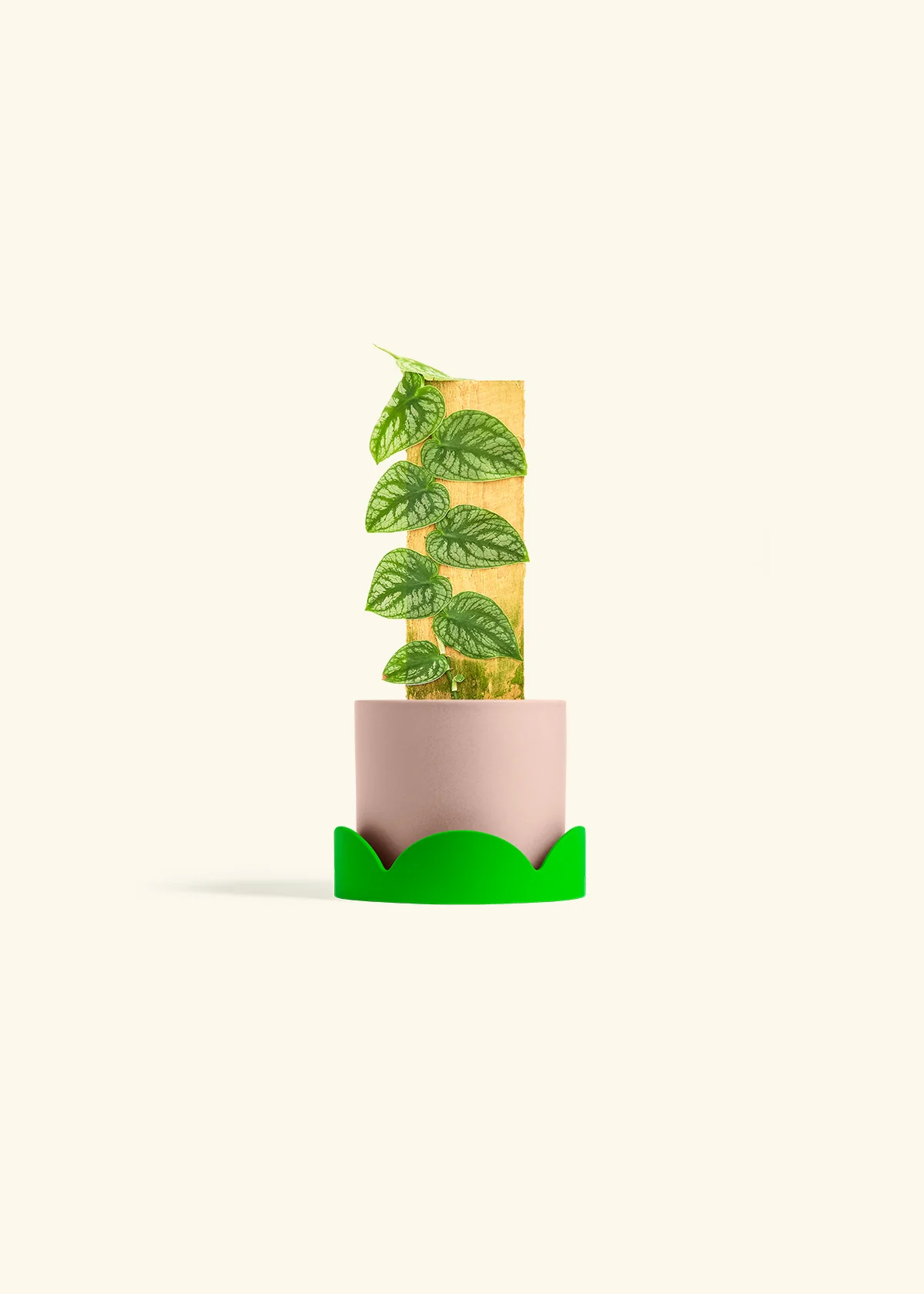 Shingle Plant - Image 25