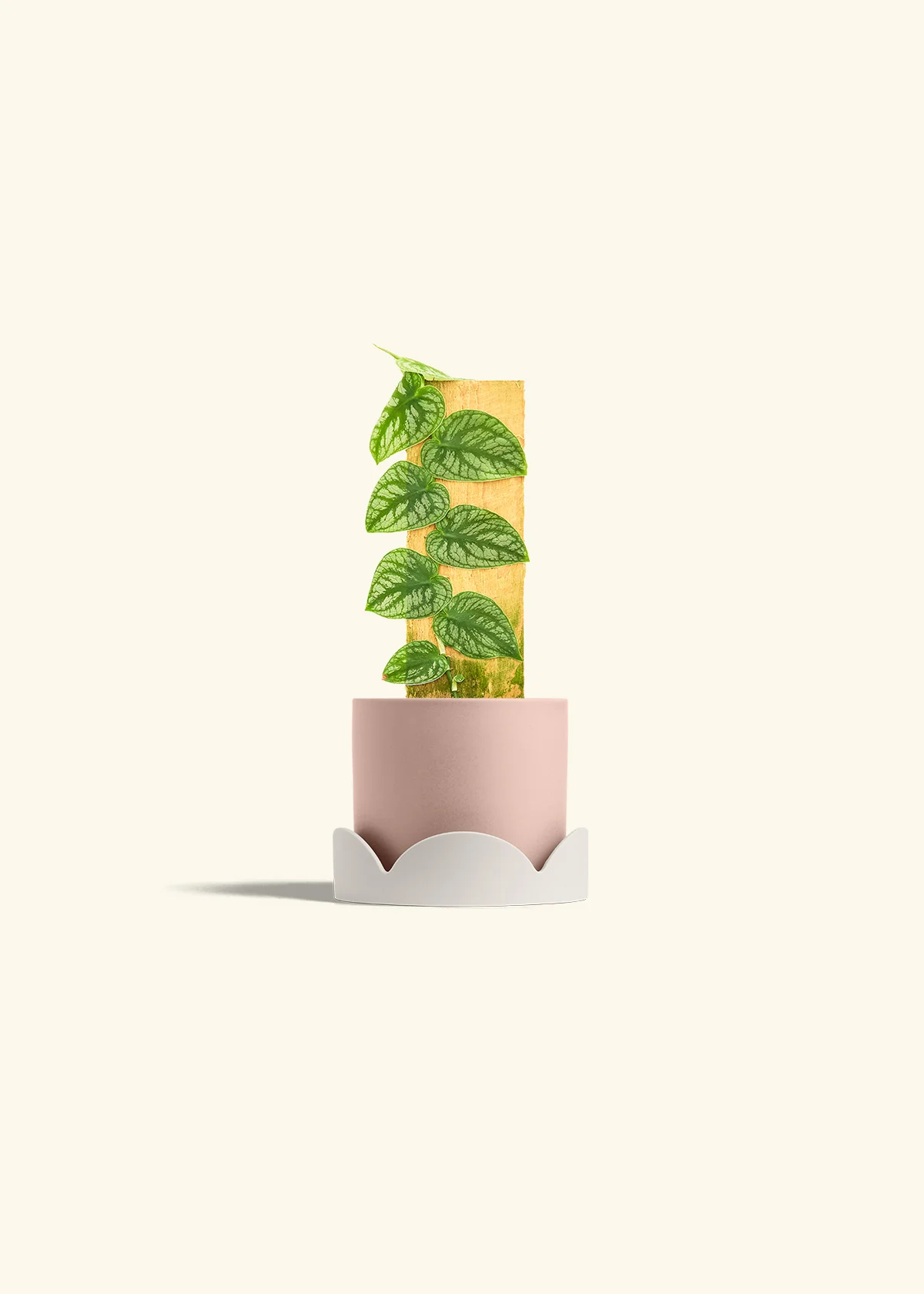 Shingle Plant - Image 26