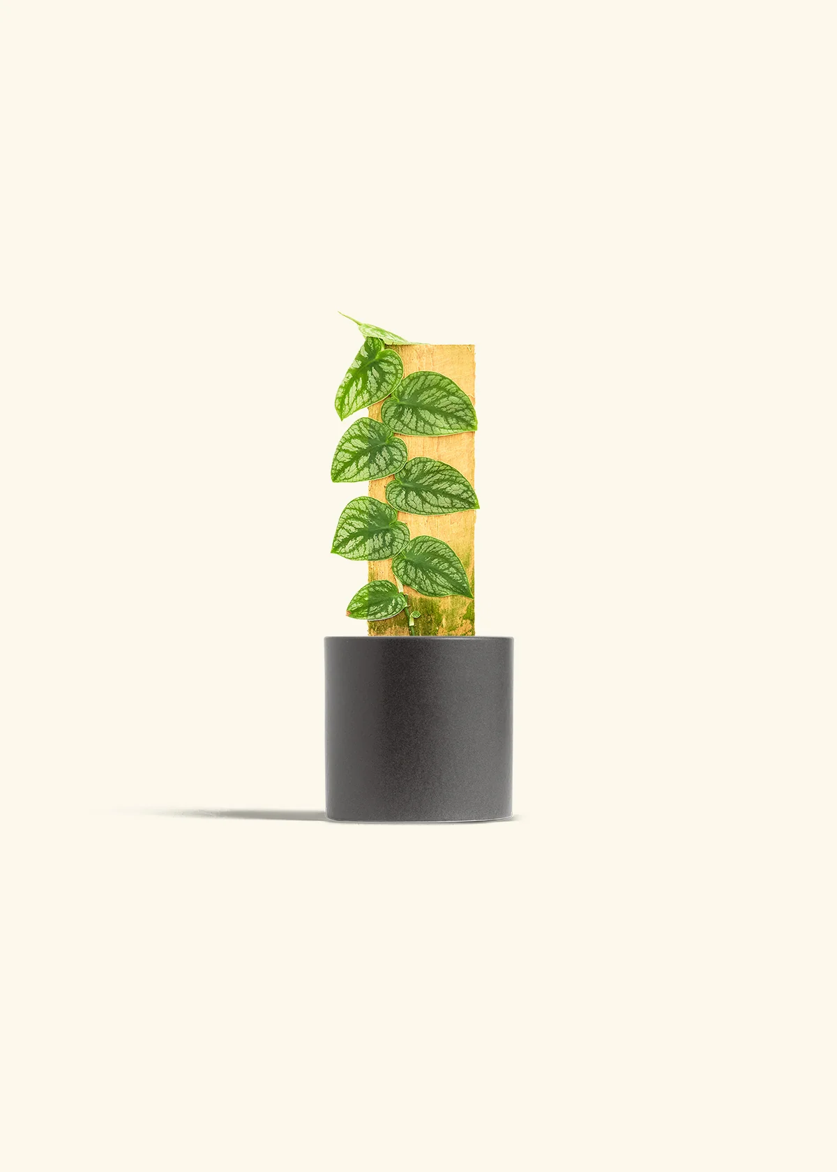 Shingle Plant - Image 28