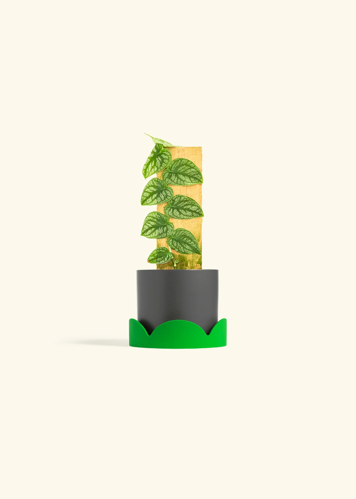 Shingle Plant - Image 29