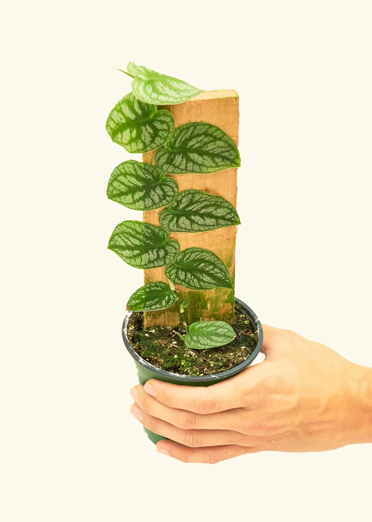 Shingle Plant - Image 3