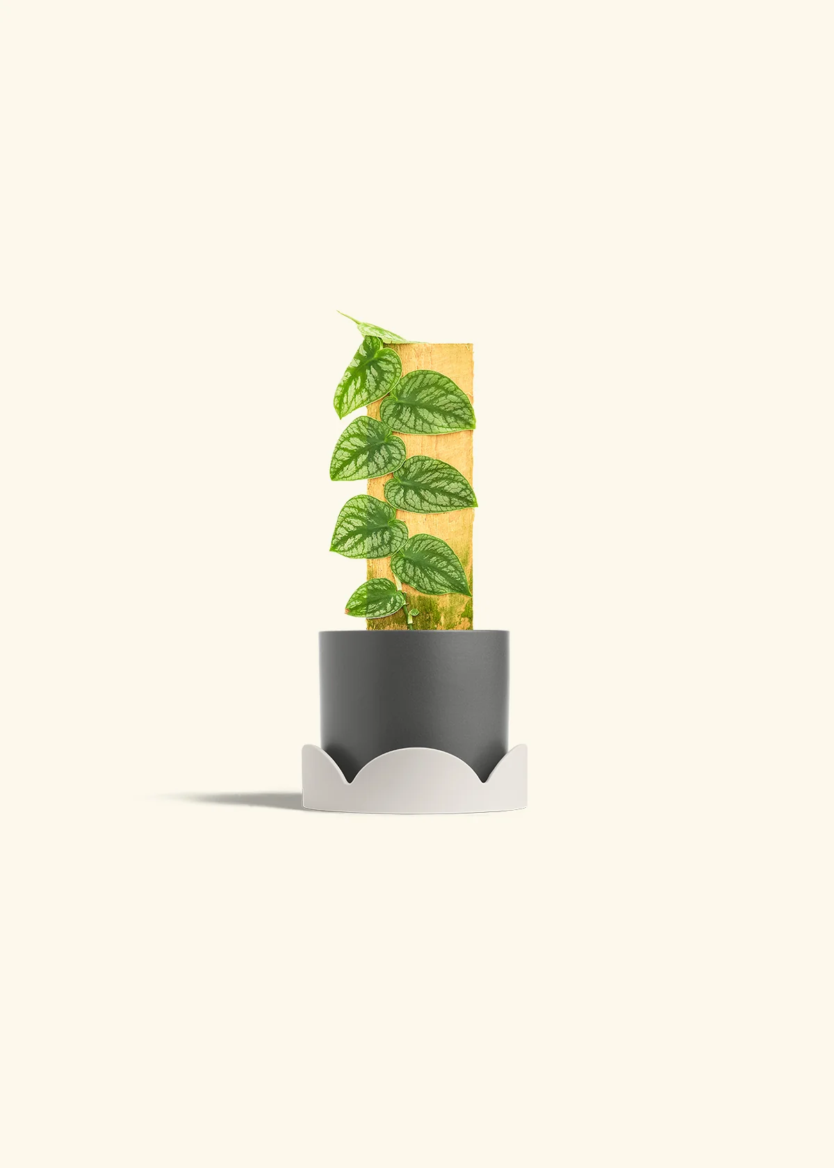 Shingle Plant - Image 30