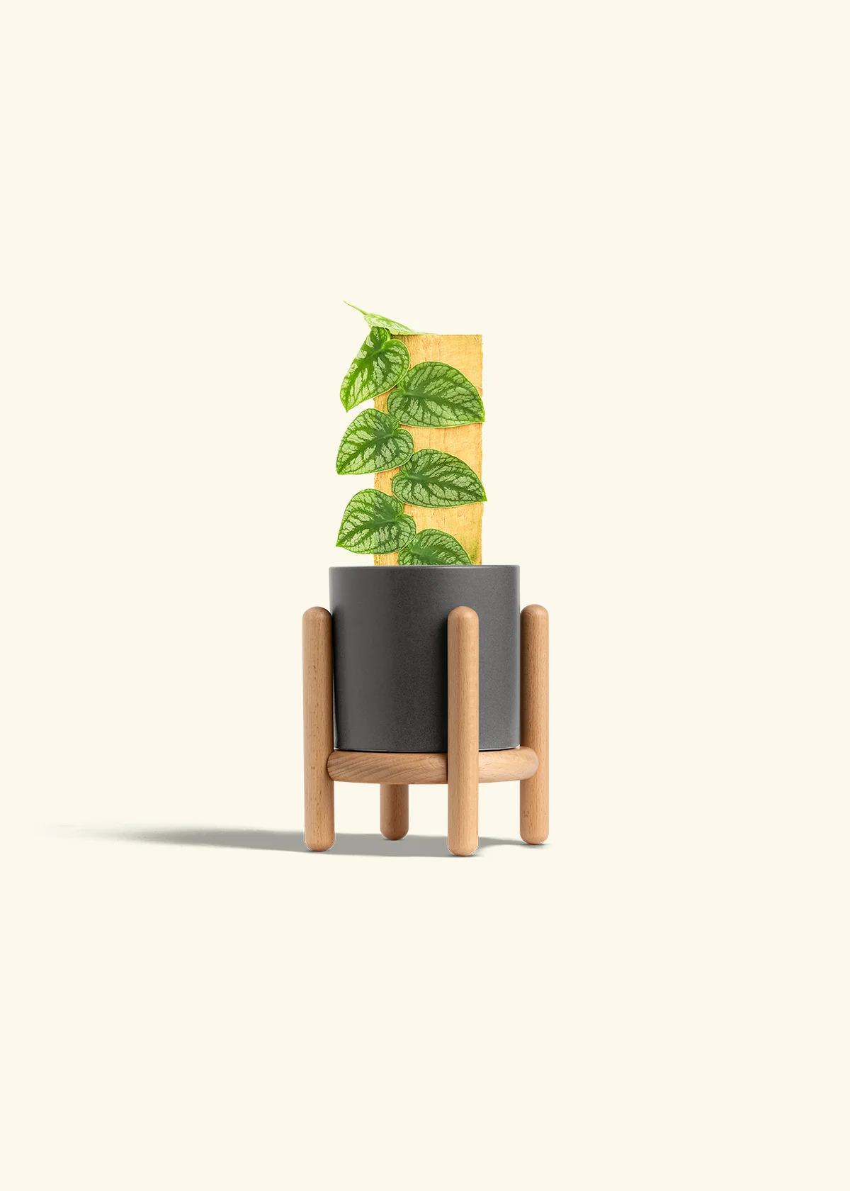 Shingle Plant - Image 31