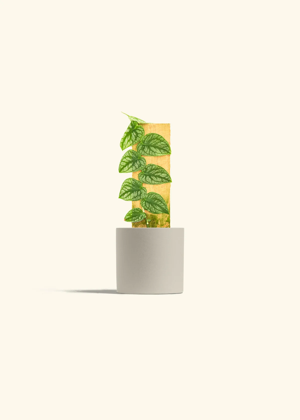 Shingle Plant - Image 32