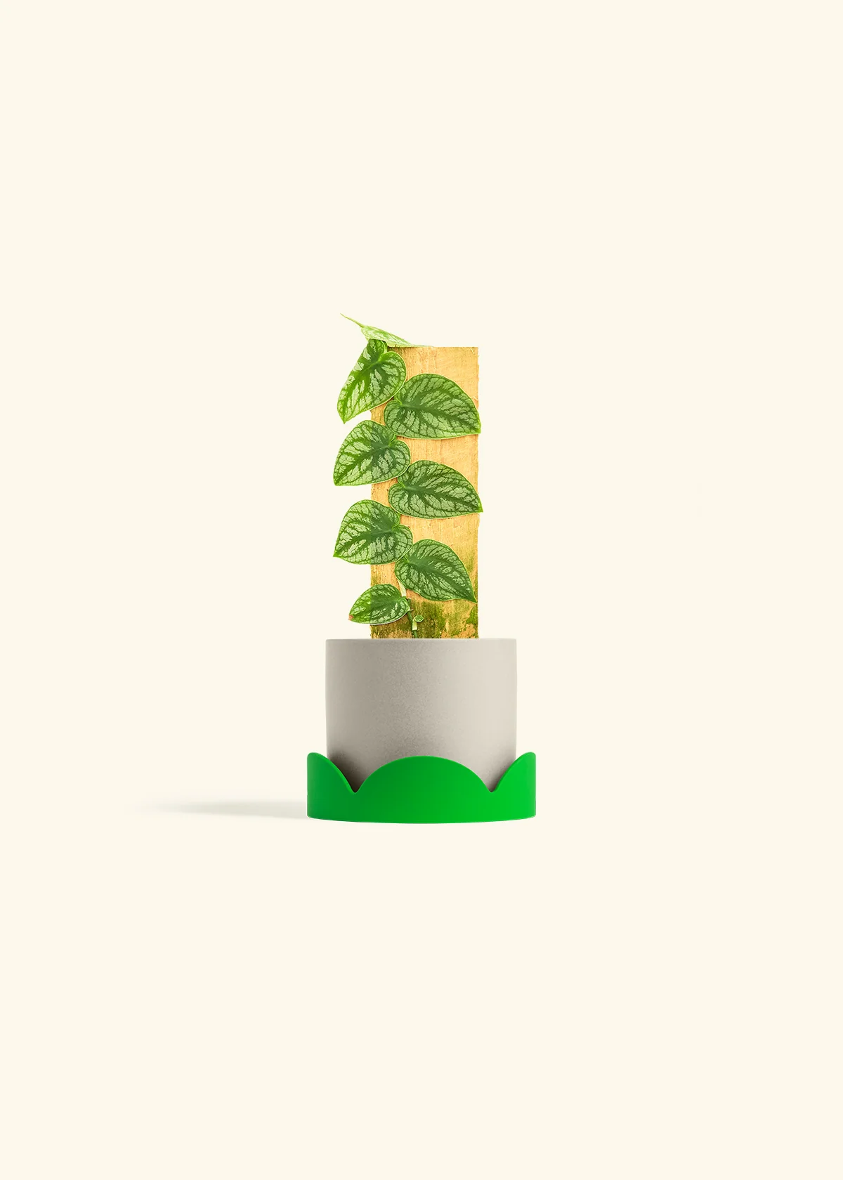 Shingle Plant - Image 33