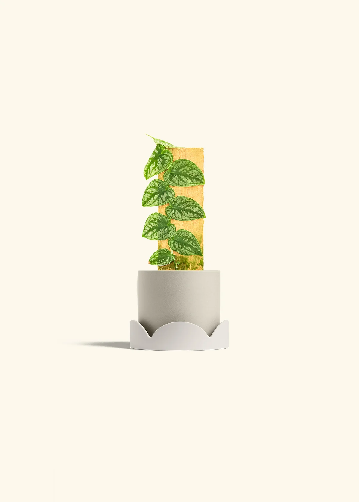 Shingle Plant - Image 34