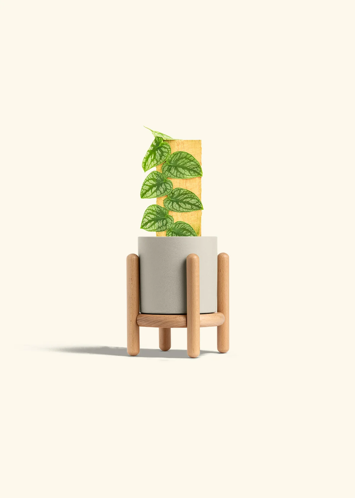 Shingle Plant - Image 35