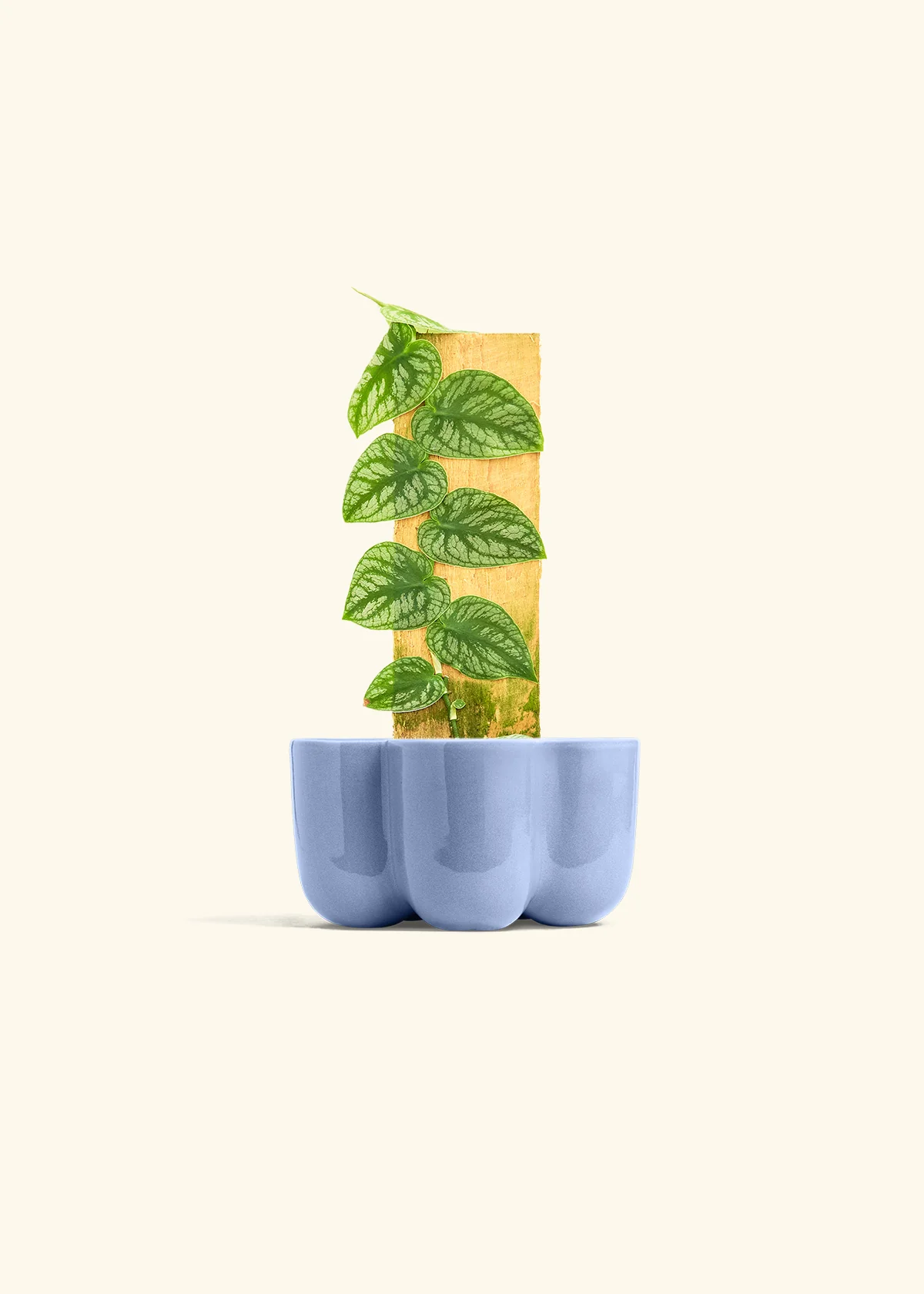 Shingle Plant - Image 36