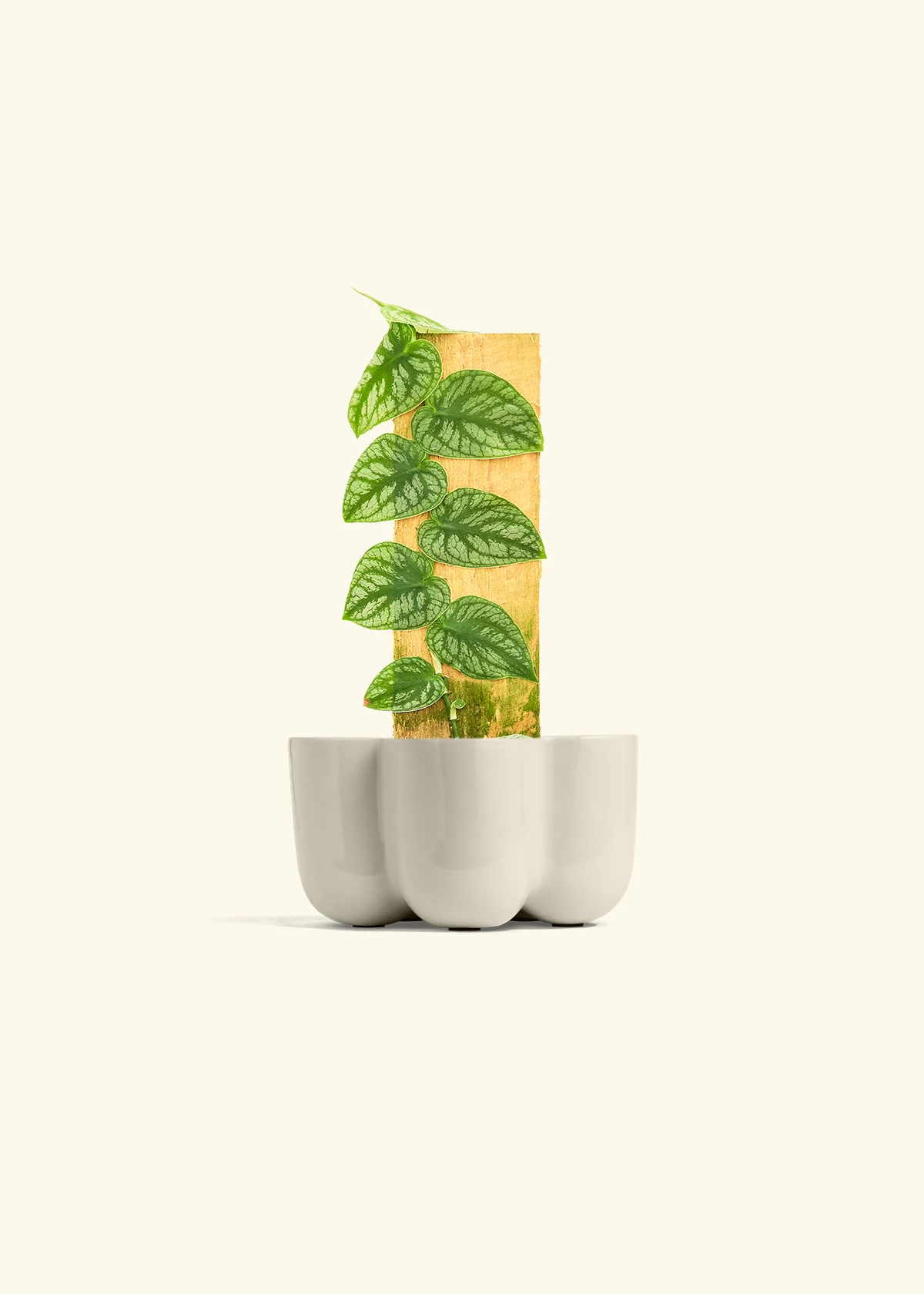 Shingle Plant - Image 37