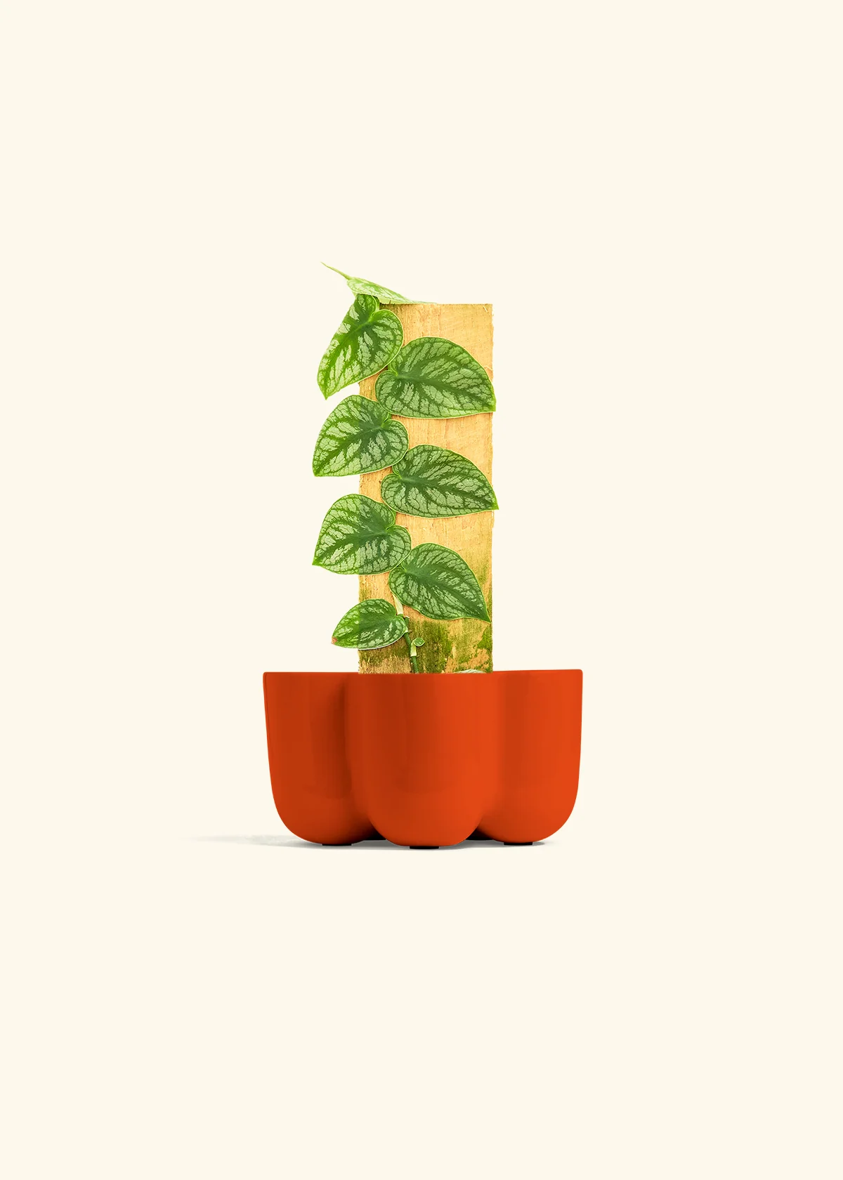 Shingle Plant - Image 38