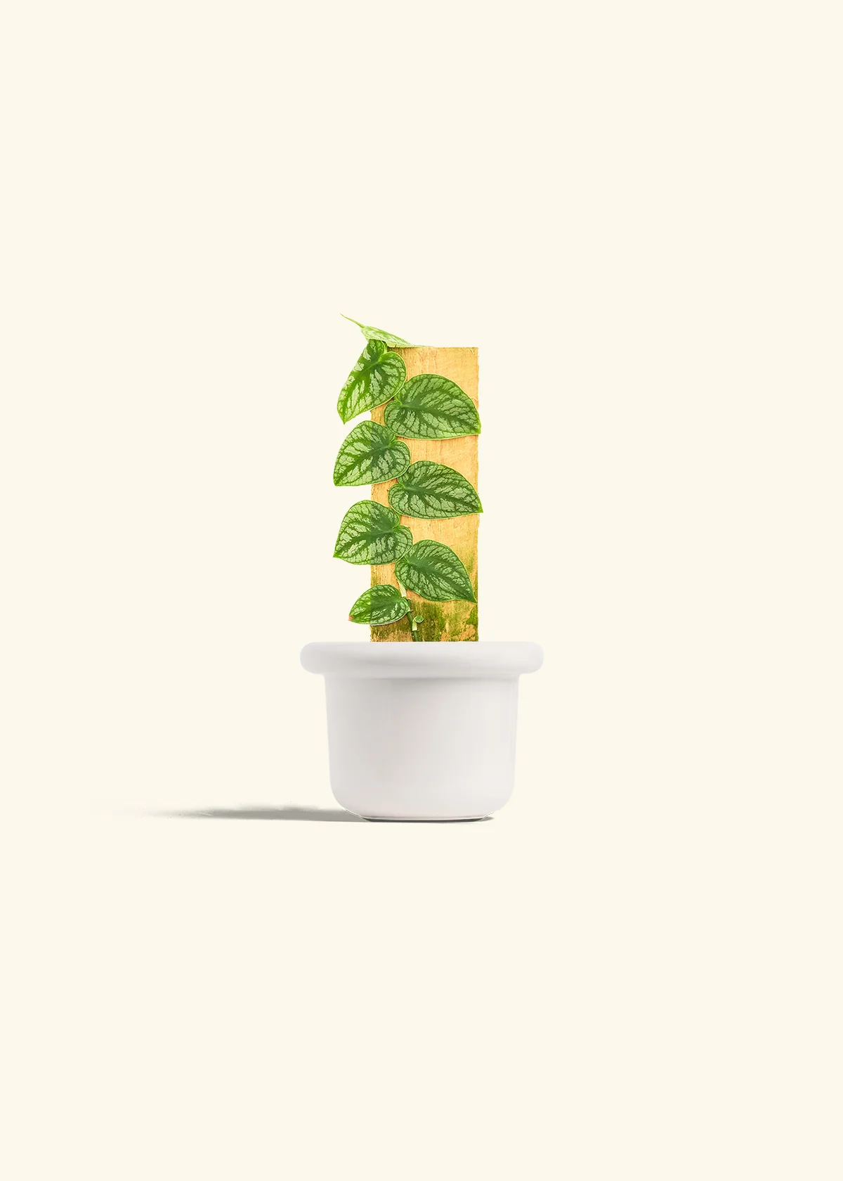 Shingle Plant - Image 4