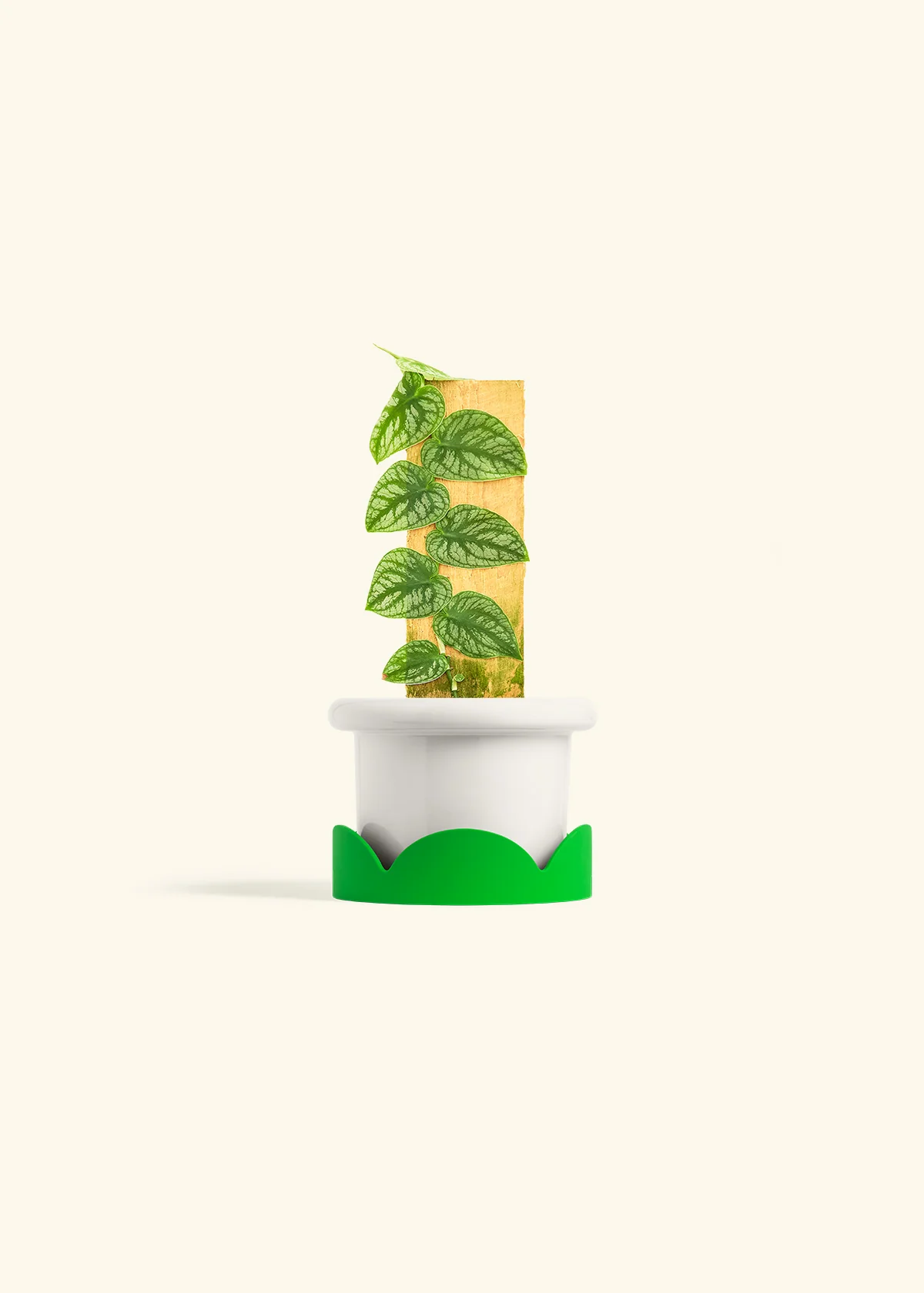 Shingle Plant - Image 5